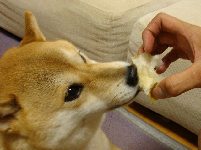 お留守番_a0126590_1412757.jpg