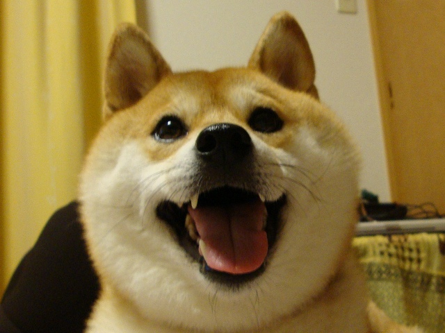 お留守番_a0126590_1413876.jpg