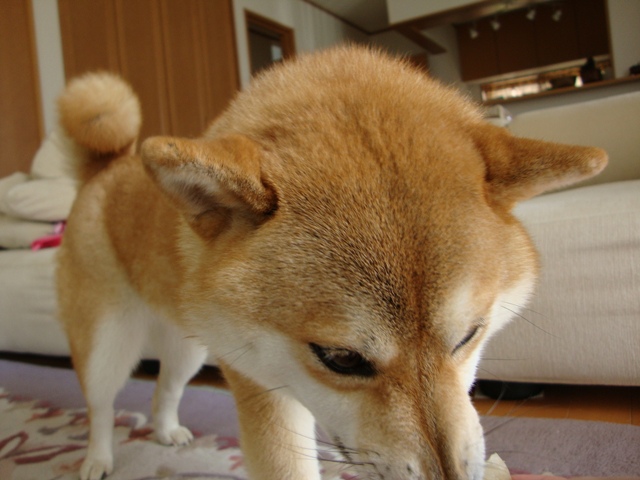 秋の気配_a0126590_22402739.jpg