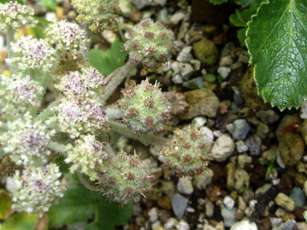 ミニトマト & アピオスの花_a0136293_16423315.jpg