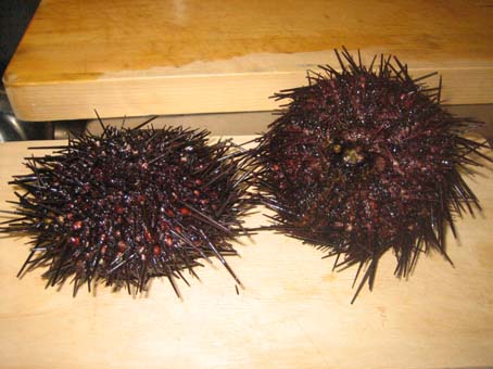 c0004193_1763387.jpg