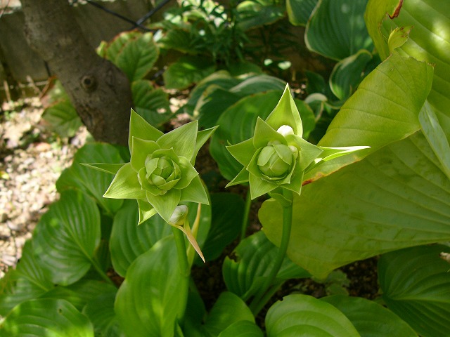 a0123003_1244291.jpg