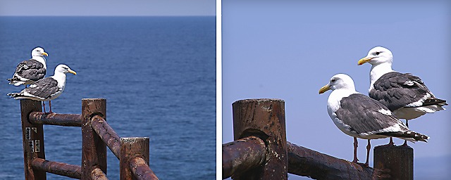 e0039703_1357437.jpg