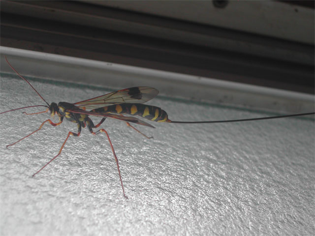 異様に尻尾 卵管 が長く 見たこともない形 昆虫ブログ むし探検広場 異様に尻尾 卵管 が長く 見たこともない形 昆虫ブログ むし探検広場