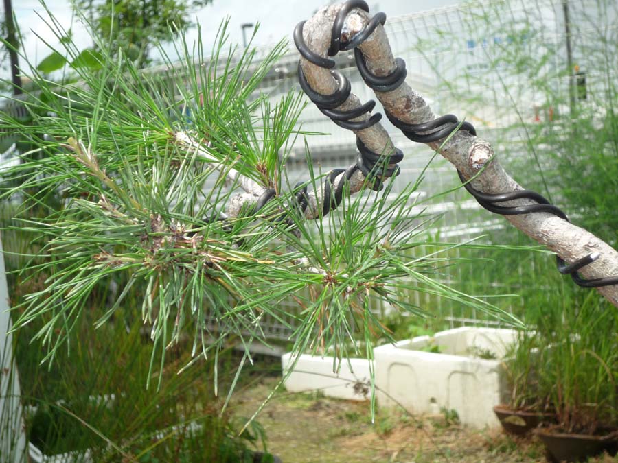a0097110_024384.jpg