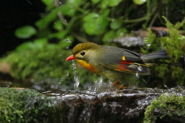 2009 08 25 水飲み場のソウシチョウ_d0127815_814148.jpg