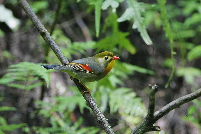 2009 08 25 水飲み場のソウシチョウ_d0127815_817373.jpg