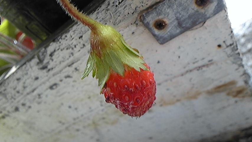 b0145616_12699.jpg