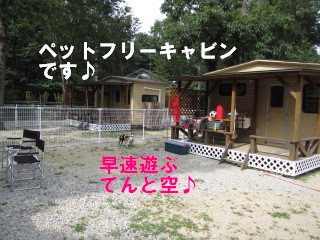 空てん キャンプへ行く 那須編 晴空日記 黒柴空との日々 空てん キャンプへ行く 那須編 晴空日記 黒柴空との日々