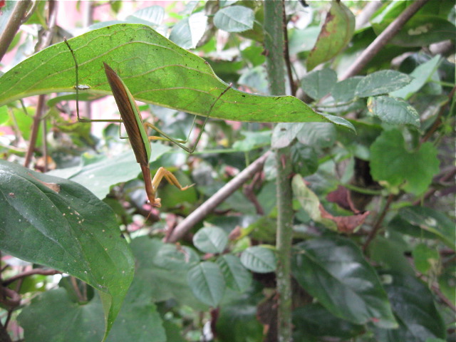 羽が生えたカマキリ_f0128316_8373026.jpg