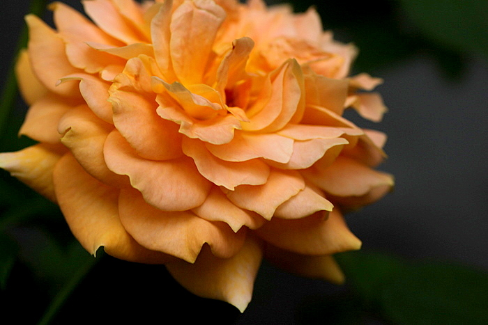 b0165522_20372362.jpg