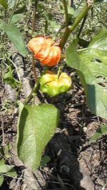 f0161535_2140656.jpg