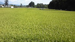 f0161535_21484016.jpg