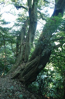 「立花山」（５）_f0201348_2238045.jpg