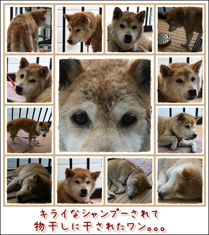 夏の終わりに_c0049950_161118.jpg