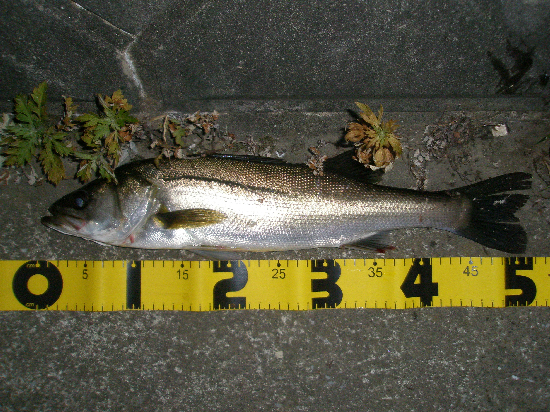 f0150151_22252792.jpg