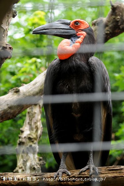 ミナミジサイチョウの鳴き交わし_b0024758_2224645.jpg