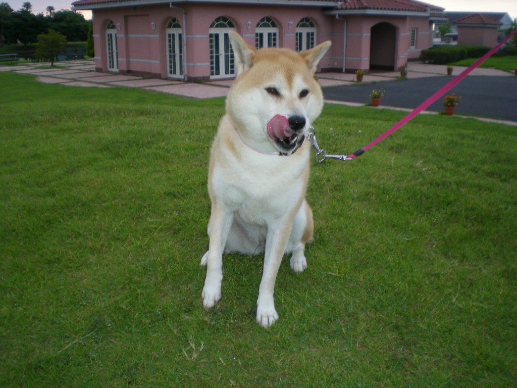 2009年8月25日酔芙蓉とワインとエリザベス!_f0060461_10484153.jpg