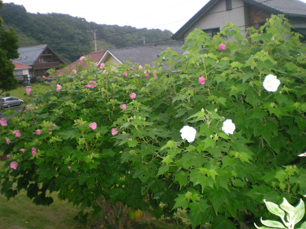 2009年8月25日酔芙蓉とワインとエリザベス!_f0060461_1151928.jpg