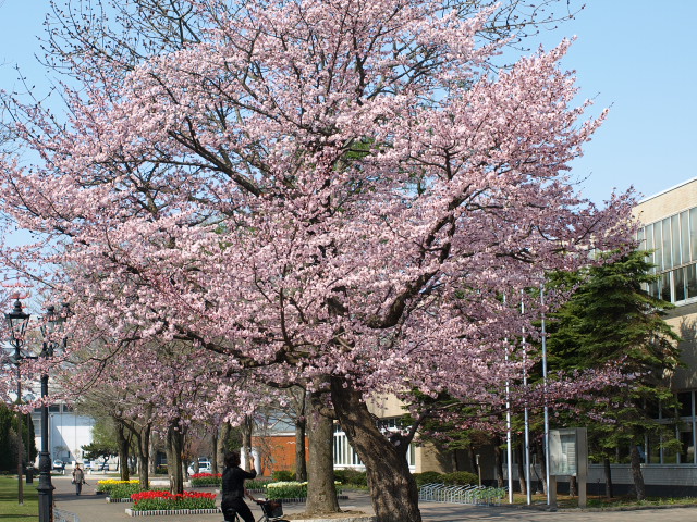 宇宙桜_d0153062_9184960.jpg