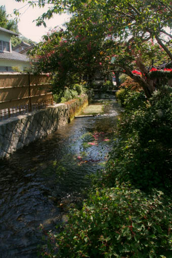 醒ヶ井地蔵川　梅花藻ゆらゆら_b0160363_23125092.jpg