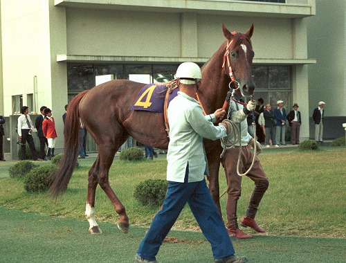 ど根性のカツラノハイセイコ、1979年京都新聞杯 : Turfに魅せ