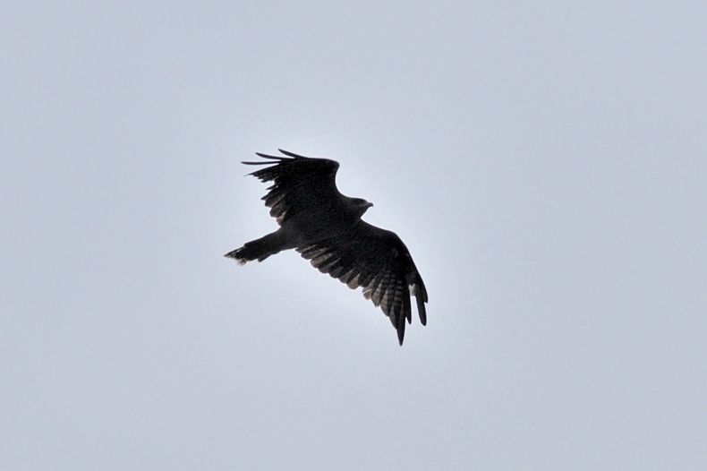 ホシガラス_f0053272_10373436.jpg