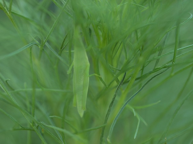 b0135573_6282099.jpg