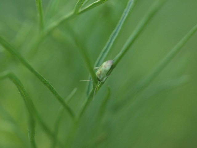 b0135573_6283342.jpg