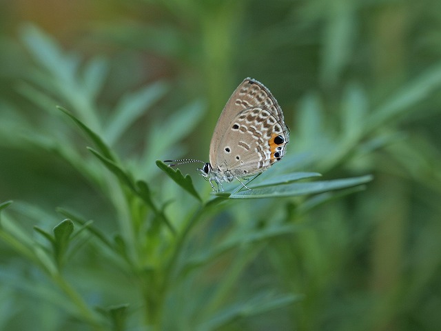 b0135573_629125.jpg