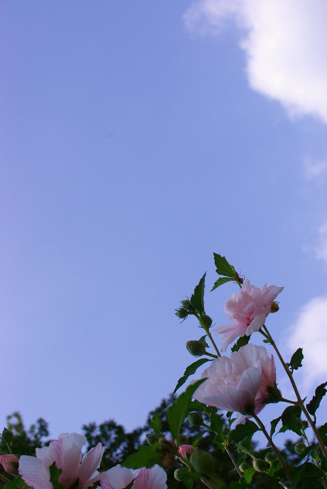 c0150986_793491.jpg