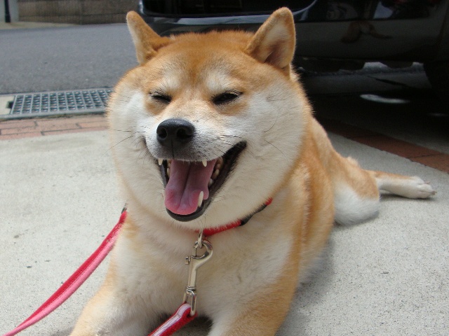 おさんぽ三昧_a0126590_2313338.jpg