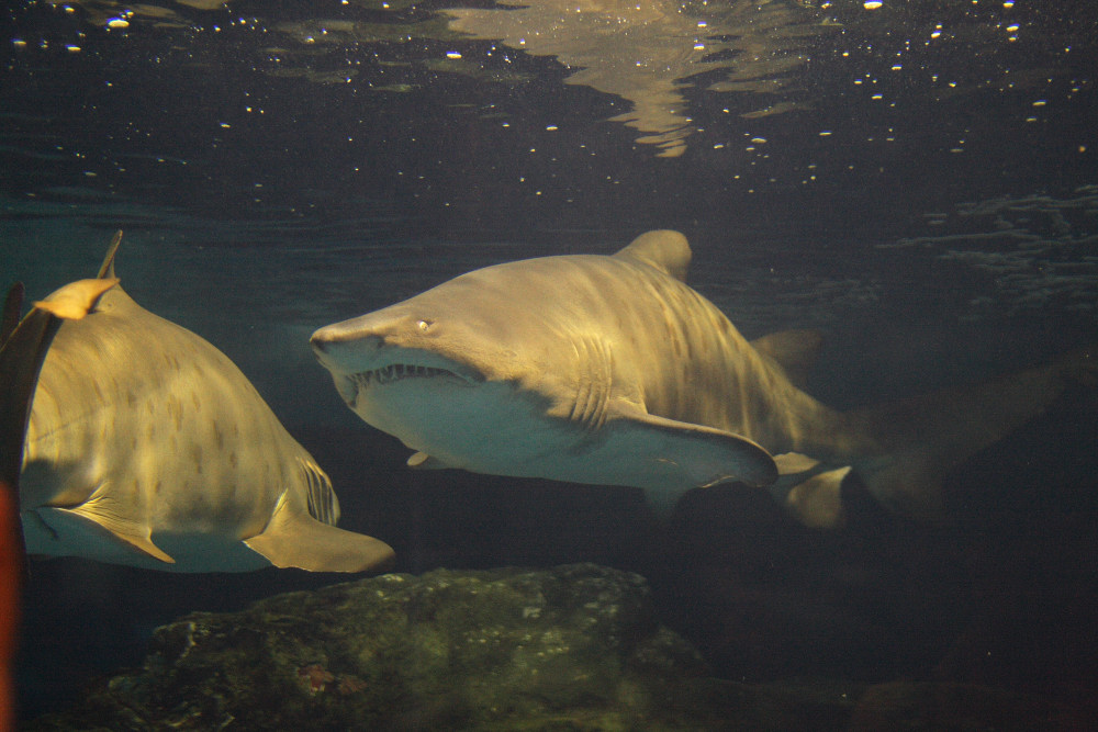 水族館_c0040891_1132087.jpg