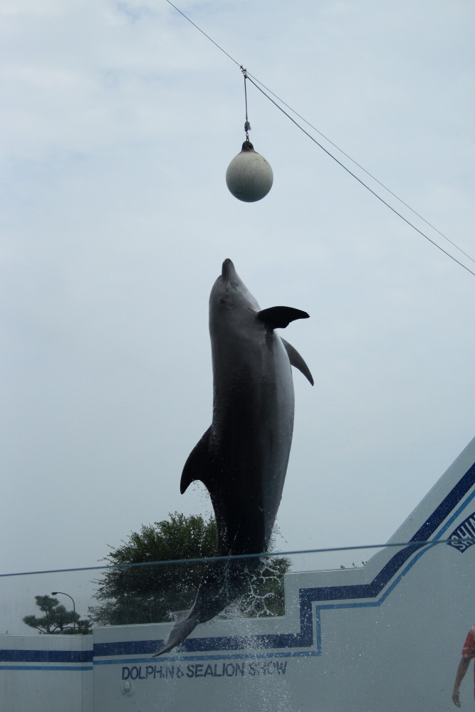 水族館_c0040891_1161647.jpg