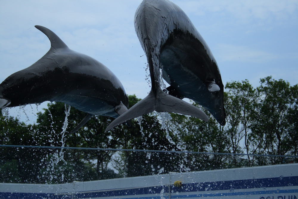 水族館_c0040891_117720.jpg