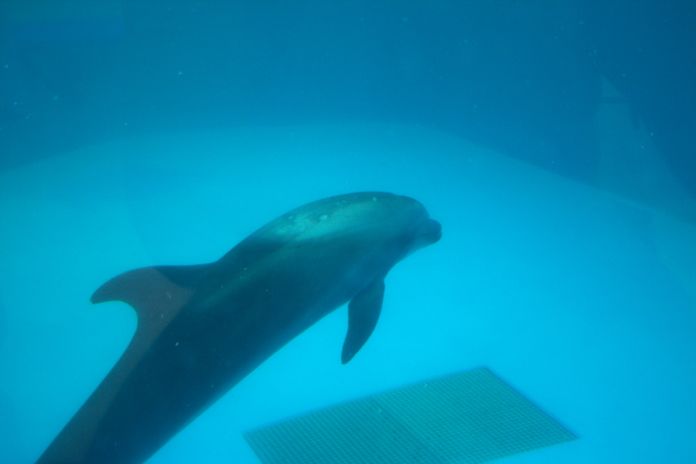 水族館_c0040891_1205246.jpg