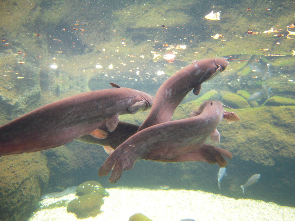 淡水魚水族館大水槽 Garciaのrockでaquaでオバカな日常 淡水魚水族館大水槽 Garciaのrockでaquaでオバカな日常