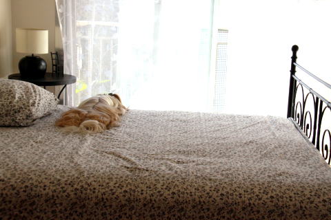 c0090198_53657.jpg