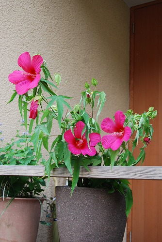 紅葉葵 モミジアオイ 雑木林の家から Nishio