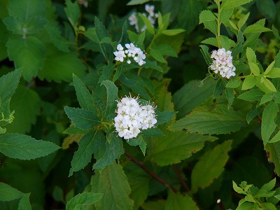 a0123003_17102252.jpg