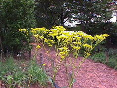 秋の七草 (江戸の花)_c0187004_15391410.jpg