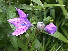 秋の七草 (江戸の花)_c0187004_15403882.jpg