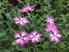 秋の七草 (江戸の花)_c0187004_154131.jpg