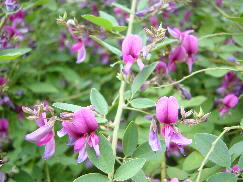 秋の七草 (江戸の花)_c0187004_15423324.jpg