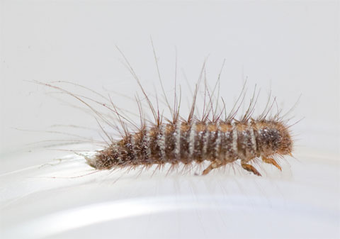 家の中で見つけました 昆虫ブログ むし探検広場