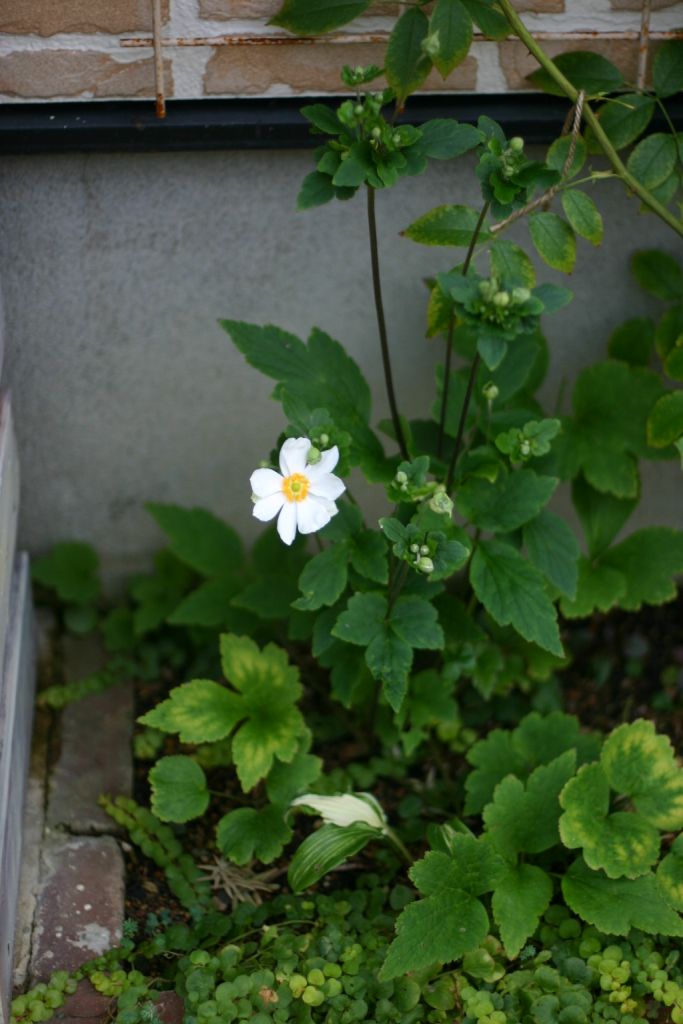 b0145314_1430984.jpg