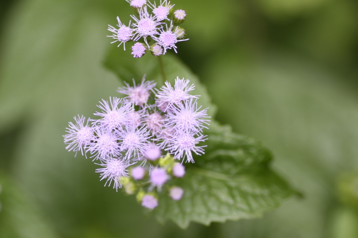 名前不詳の花(^。^;)　誰か教えてください_b0165522_1633957.jpg