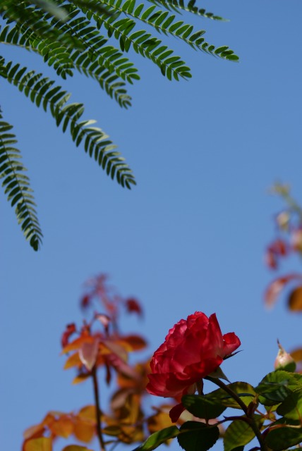 f0170524_11491350.jpg