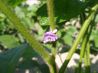 黒大豆の花 心はいつも青春