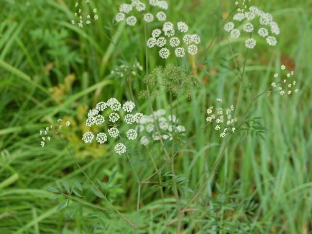 毒芹 ドクゼリ 花の仲間調べ 毒芹 ドクゼリ 花の仲間調べ
